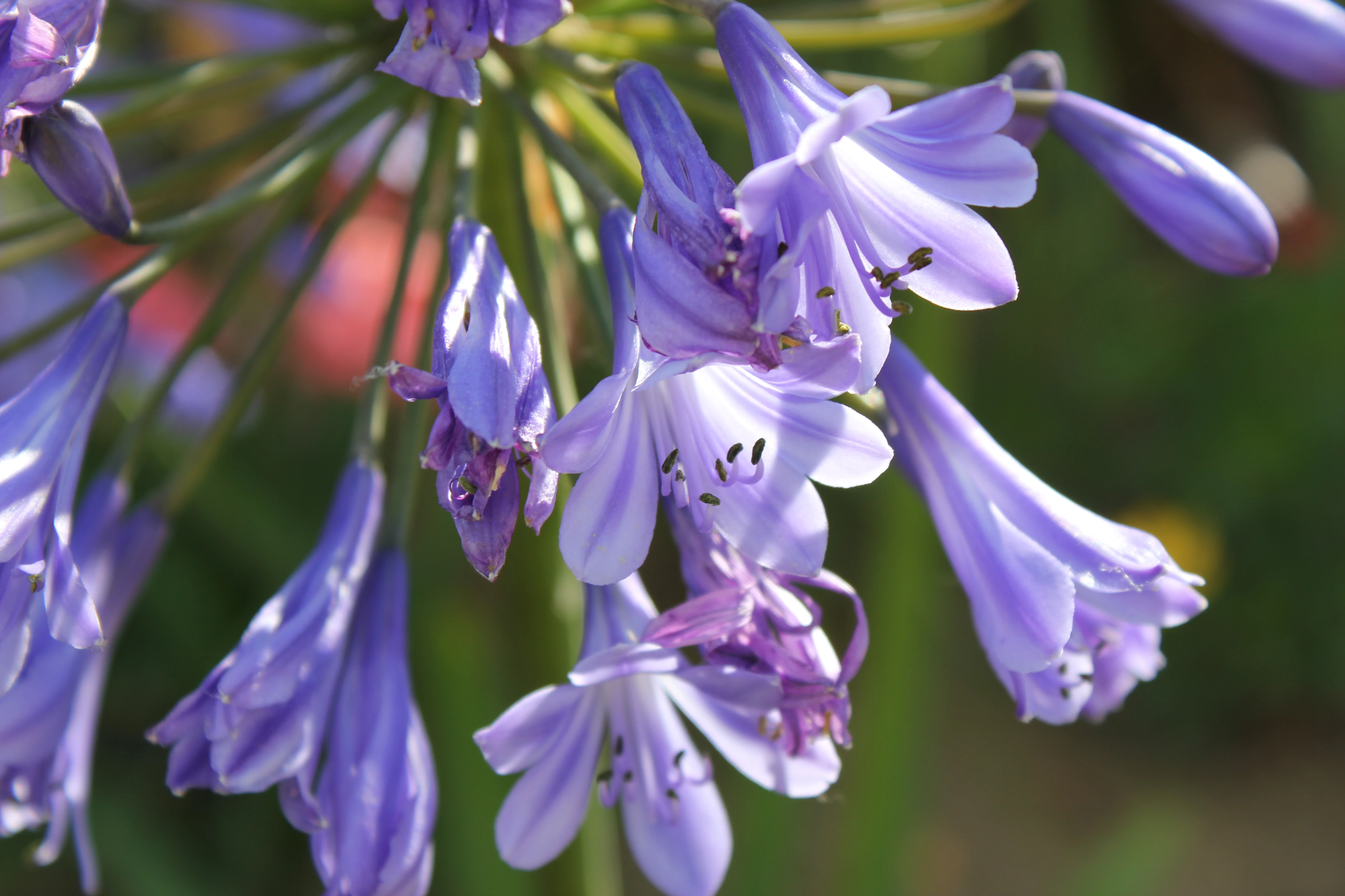 Agapanthus